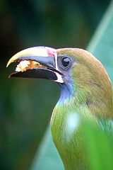 Emerald Toucanet